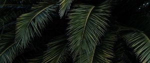 Preview wallpaper palm, leaves, branches, green, bushes