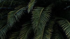 Preview wallpaper palm, leaves, branches, green, bushes