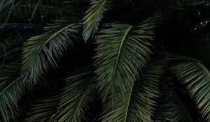 Preview wallpaper palm, leaves, branches, green, bushes