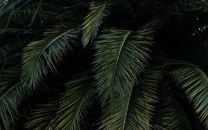 Preview wallpaper palm, leaves, branches, green, bushes