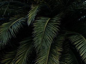 Preview wallpaper palm, leaves, branches, green, bushes