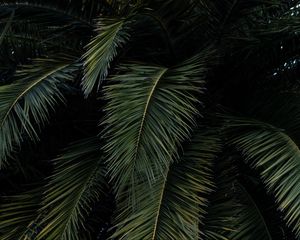 Preview wallpaper palm, leaves, branches, green, bushes