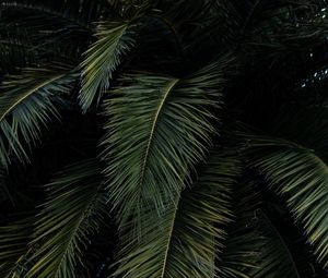 Preview wallpaper palm, leaves, branches, green, bushes