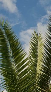 Preview wallpaper palm, leaves, branches, sky, clouds