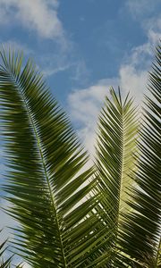 Preview wallpaper palm, leaves, branches, sky, clouds