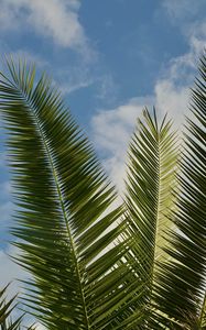 Preview wallpaper palm, leaves, branches, sky, clouds