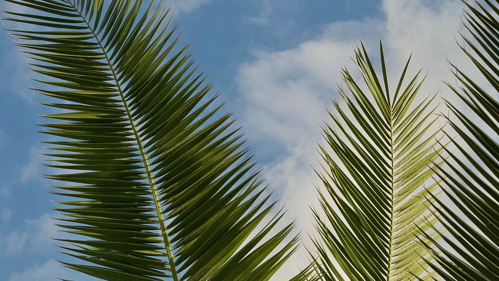 Download wallpaper 1920x1080 palm, leaves, branches, sky, clouds full ...