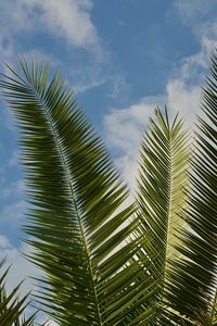 Preview wallpaper palm, leaves, branches, sky, clouds