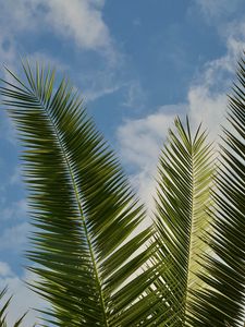 Preview wallpaper palm, leaves, branches, sky, clouds