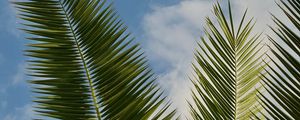 Preview wallpaper palm, leaves, branches, sky, clouds