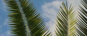 Preview wallpaper palm, leaves, branches, sky, clouds