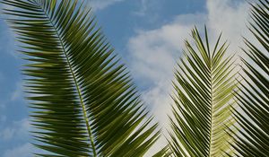 Preview wallpaper palm, leaves, branches, sky, clouds