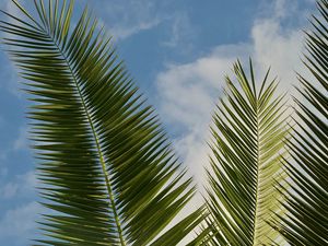 Preview wallpaper palm, leaves, branches, sky, clouds