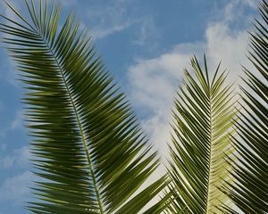 Preview wallpaper palm, leaves, branches, sky, clouds