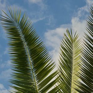 Preview wallpaper palm, leaves, branches, sky, clouds