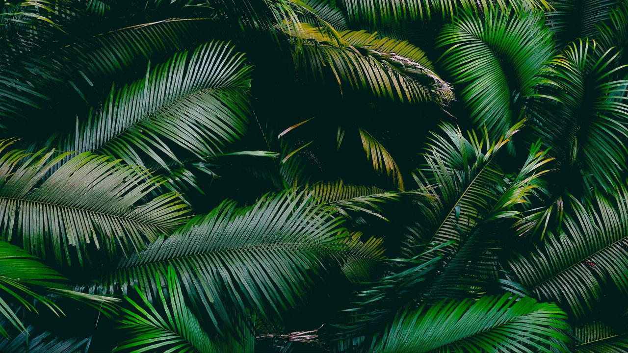 Wallpaper palm, leaves, branches, green