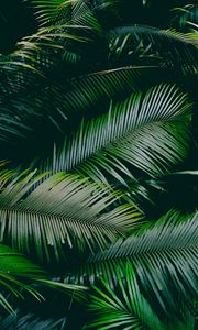 Preview wallpaper palm, leaves, branches, green