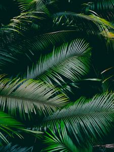 Preview wallpaper palm, leaves, branches, green