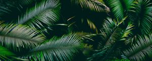 Preview wallpaper palm, leaves, branches, green