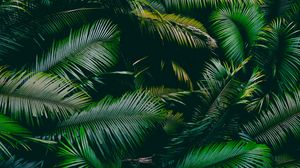 Preview wallpaper palm, leaves, branches, green