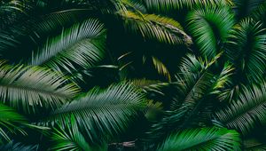 Preview wallpaper palm, leaves, branches, green