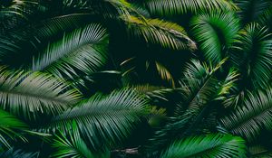 Preview wallpaper palm, leaves, branches, green