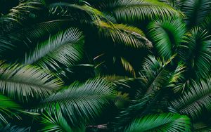 Preview wallpaper palm, leaves, branches, green