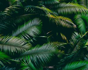 Preview wallpaper palm, leaves, branches, green