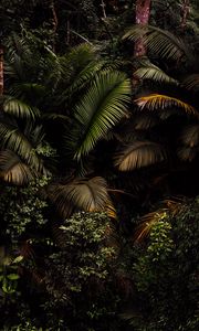 Preview wallpaper palm, leaves, bushes, plants, tropics