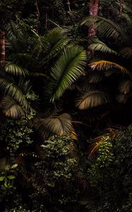 Preview wallpaper palm, leaves, bushes, plants, tropics