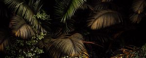 Preview wallpaper palm, leaves, bushes, plants, tropics