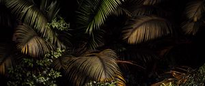 Preview wallpaper palm, leaves, bushes, plants, tropics