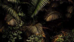 Preview wallpaper palm, leaves, bushes, plants, tropics