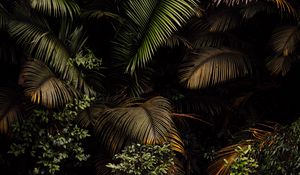 Preview wallpaper palm, leaves, bushes, plants, tropics