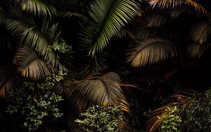 Preview wallpaper palm, leaves, bushes, plants, tropics