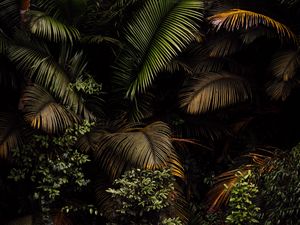 Preview wallpaper palm, leaves, bushes, plants, tropics