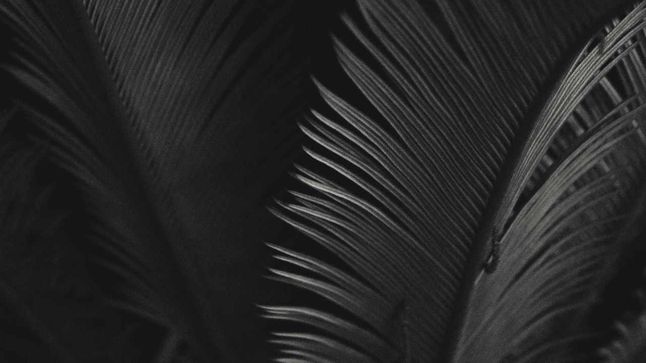 Wallpaper palm, leaves, bw, texture