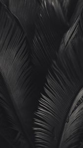 Preview wallpaper palm, leaves, bw, texture