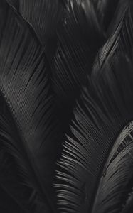 Preview wallpaper palm, leaves, bw, texture