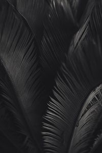 Preview wallpaper palm, leaves, bw, texture