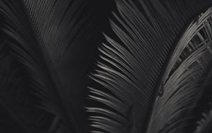 Preview wallpaper palm, leaves, bw, texture