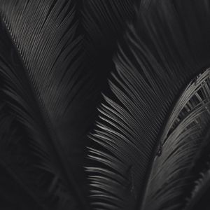 Preview wallpaper palm, leaves, bw, texture