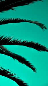 Preview wallpaper palm, leaves, dark, outlines