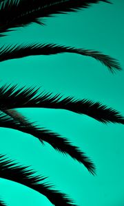 Preview wallpaper palm, leaves, dark, outlines