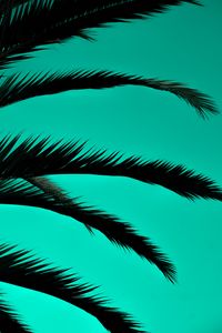 Preview wallpaper palm, leaves, dark, outlines