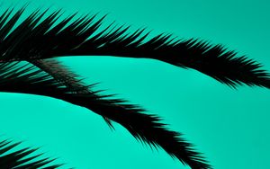 Preview wallpaper palm, leaves, dark, outlines