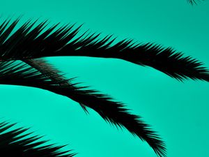 Preview wallpaper palm, leaves, dark, outlines