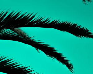 Preview wallpaper palm, leaves, dark, outlines