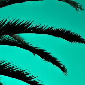 Preview wallpaper palm, leaves, dark, outlines