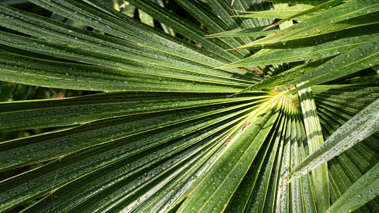 Wallpaper palm, leaves, drops, moisture, green, macro